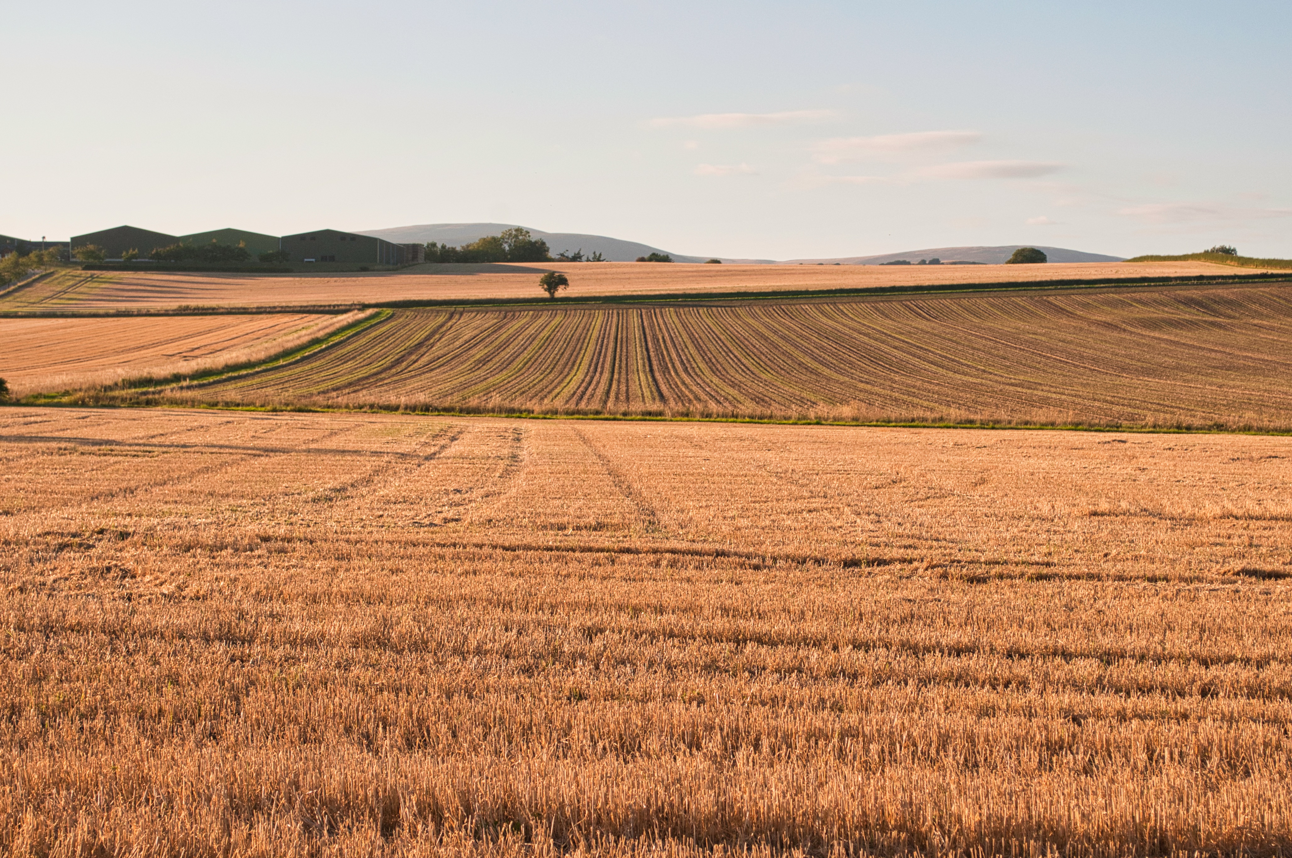 Late evening light over farmland