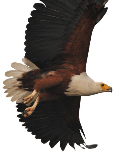 AfricanFishEagle